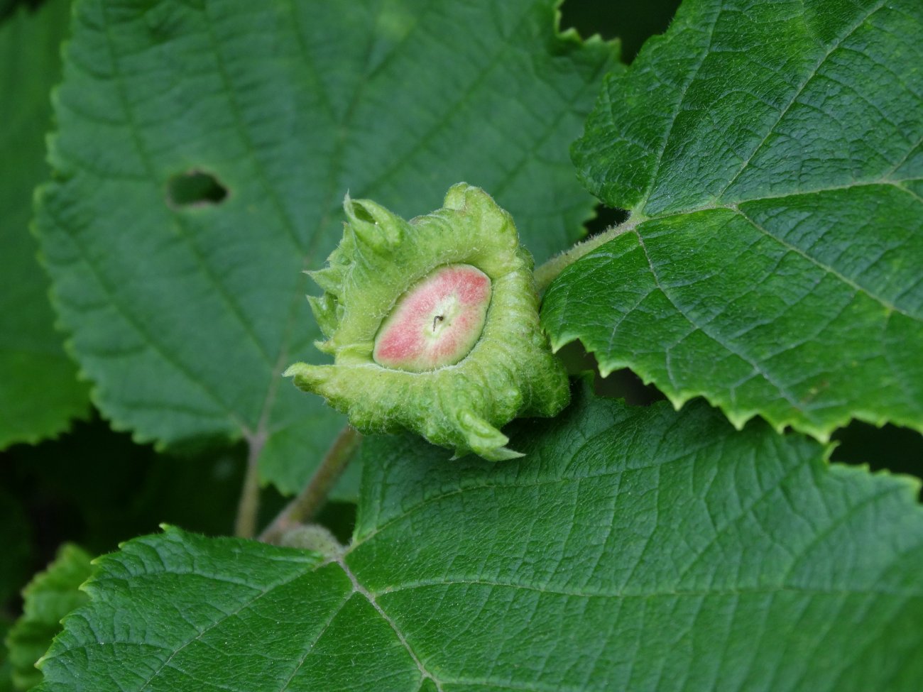 Изображение особи Corylus heterophylla.