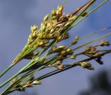 Juncus tenuis