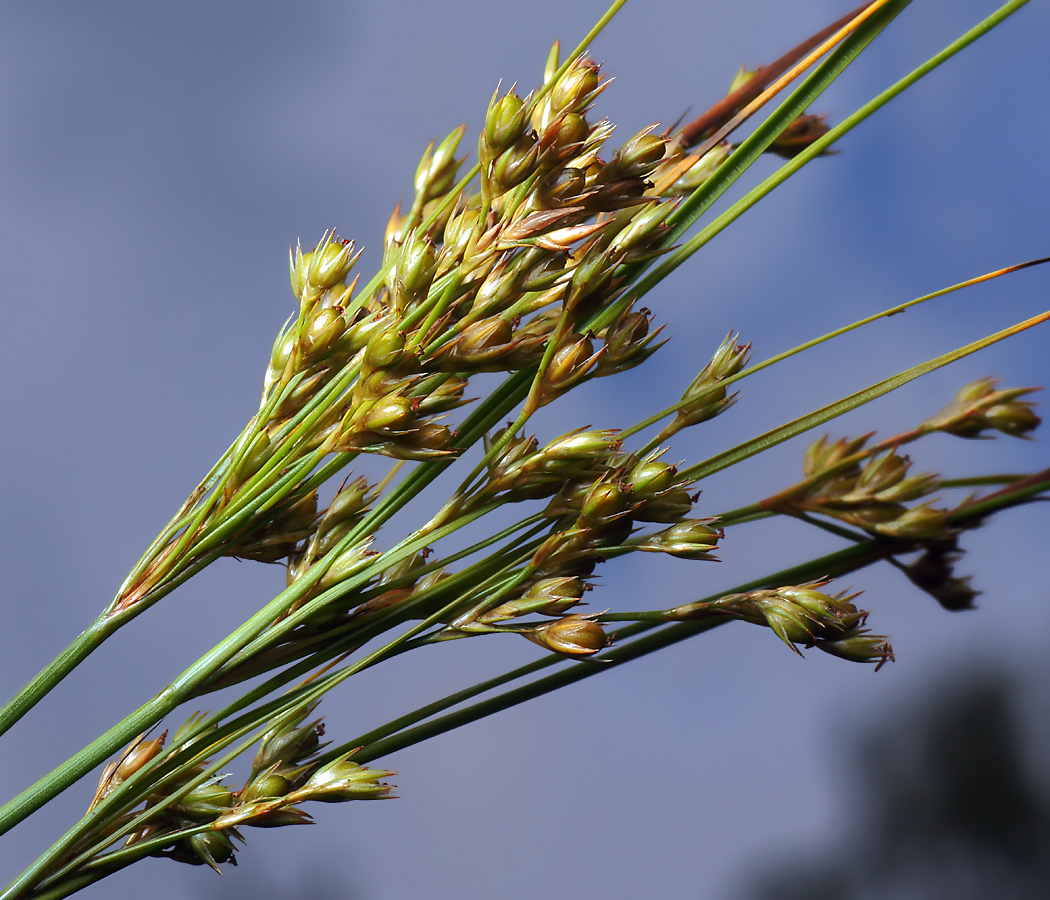 Изображение особи Juncus tenuis.