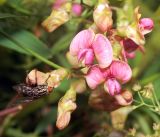Lathyrus sylvestris. Верхушка побега с цветками, бутонами и сидящей на бутоне мухой. Московская обл., Раменский р-н, окр. ж.-д. платформы Хрипань, просека под ЛЭП. 22.07.2016.