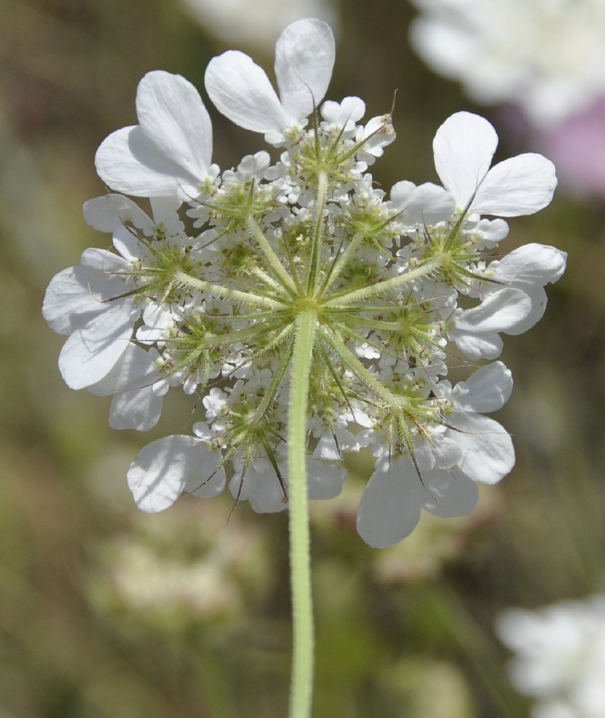 Image of Tordylium officinale specimen.