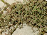 Euphorbia maculata