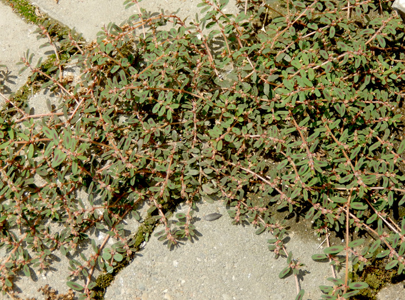 Image of Euphorbia maculata specimen.