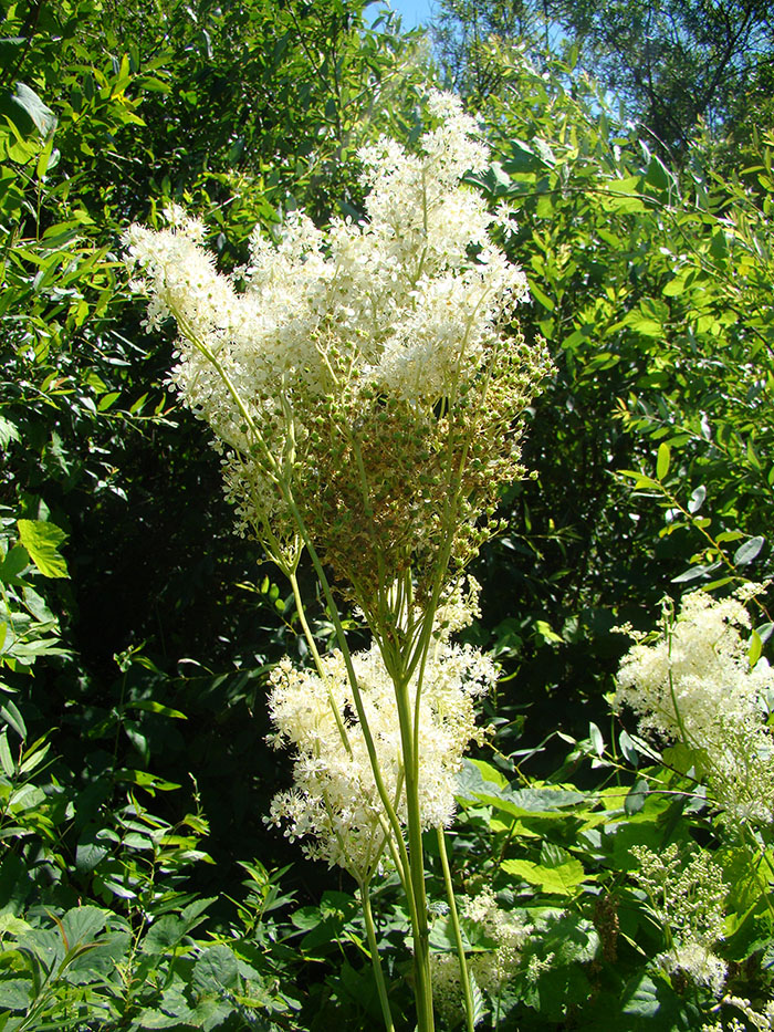 Image of Filipendula ulmaria specimen.