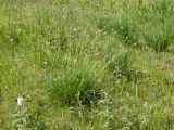 Sesleria caerulea
