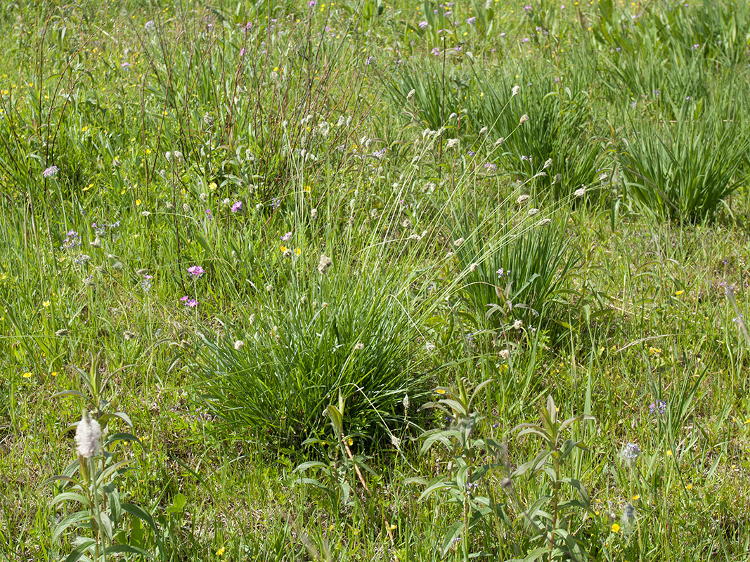 Изображение особи Sesleria caerulea.