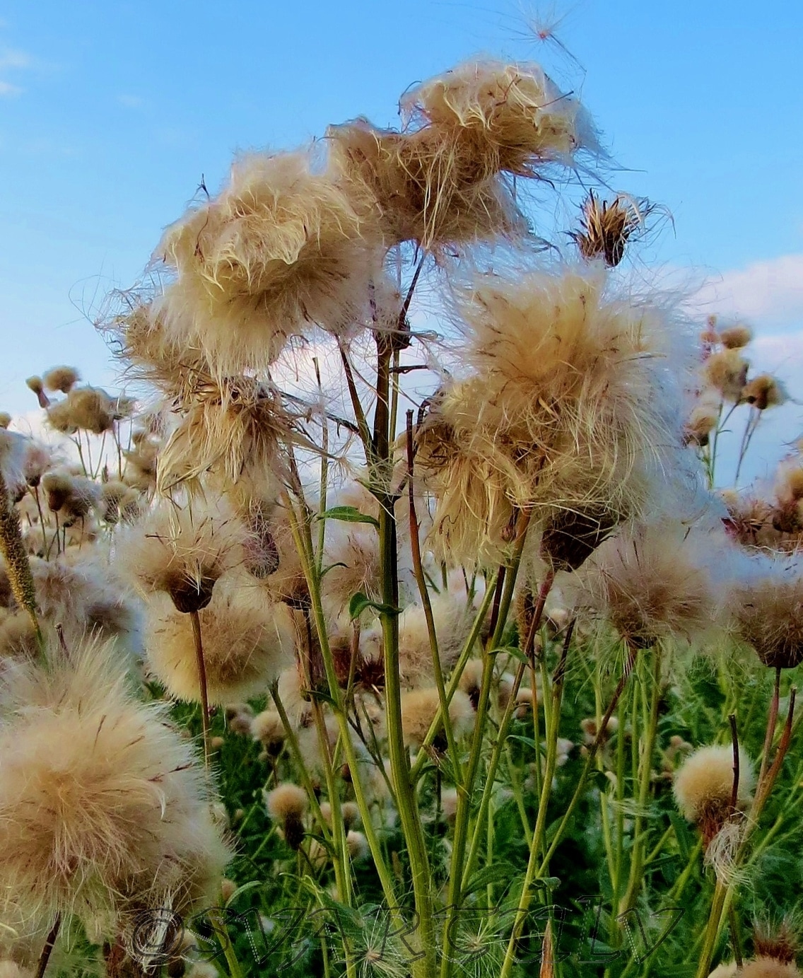 Изображение особи Cirsium setosum.