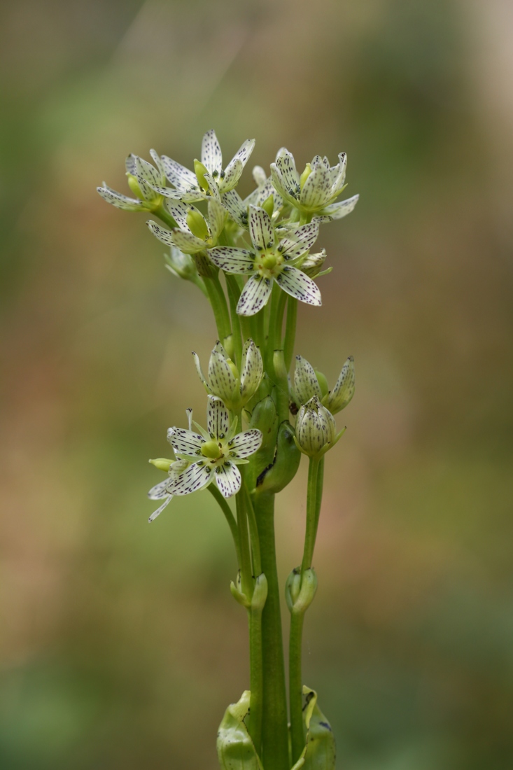 Image of Swertia veratroides specimen.