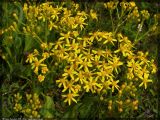 Senecio schwetzowii. Общее соцветие. Республика Татарстан, Нурлатский р-н. 13.06.2005.