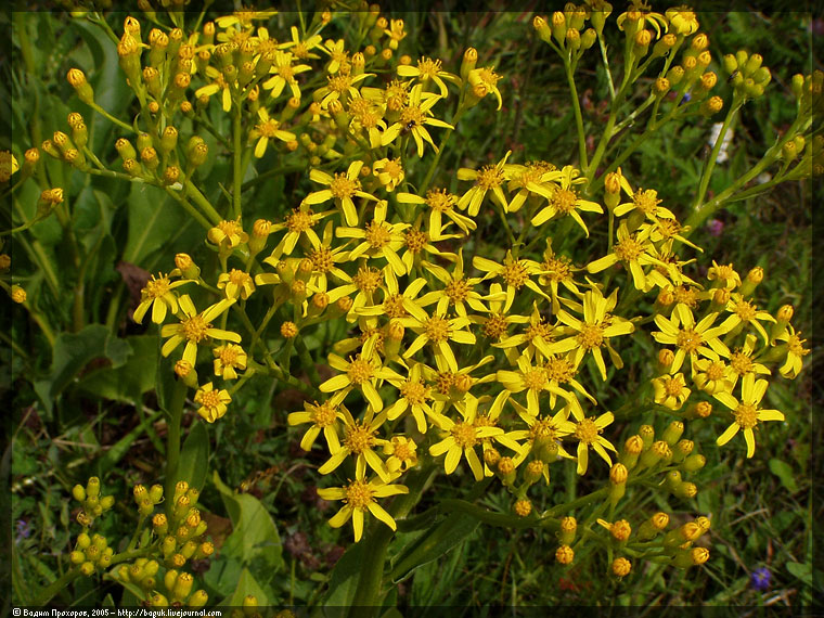 Изображение особи Senecio schwetzowii.