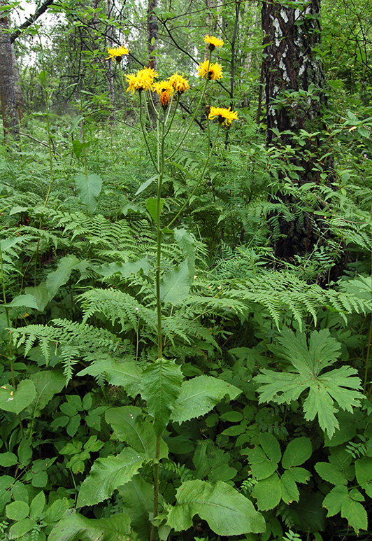 Изображение особи Crepis sibirica.