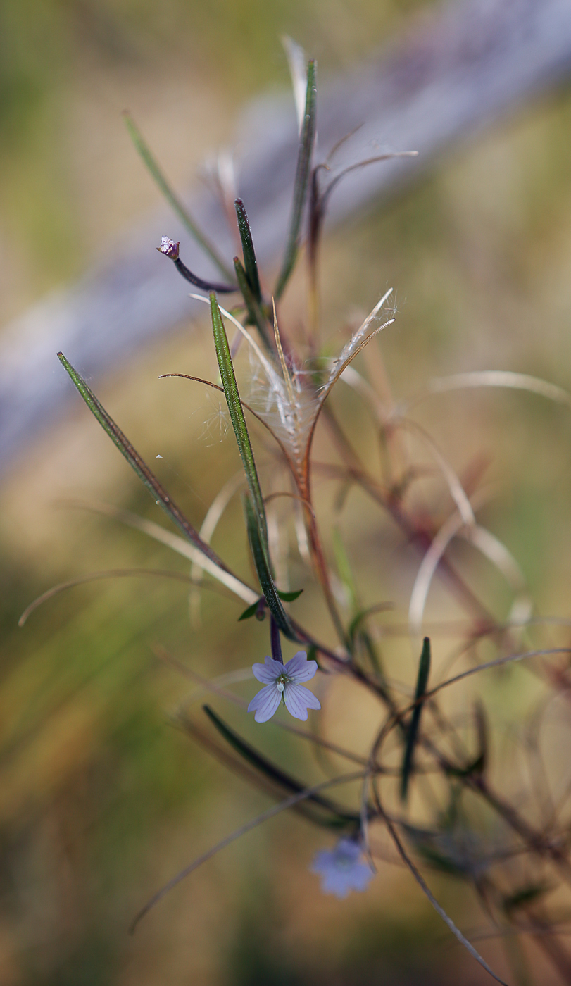 Изображение особи Epilobium palustre.