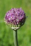 Allium sewerzowii