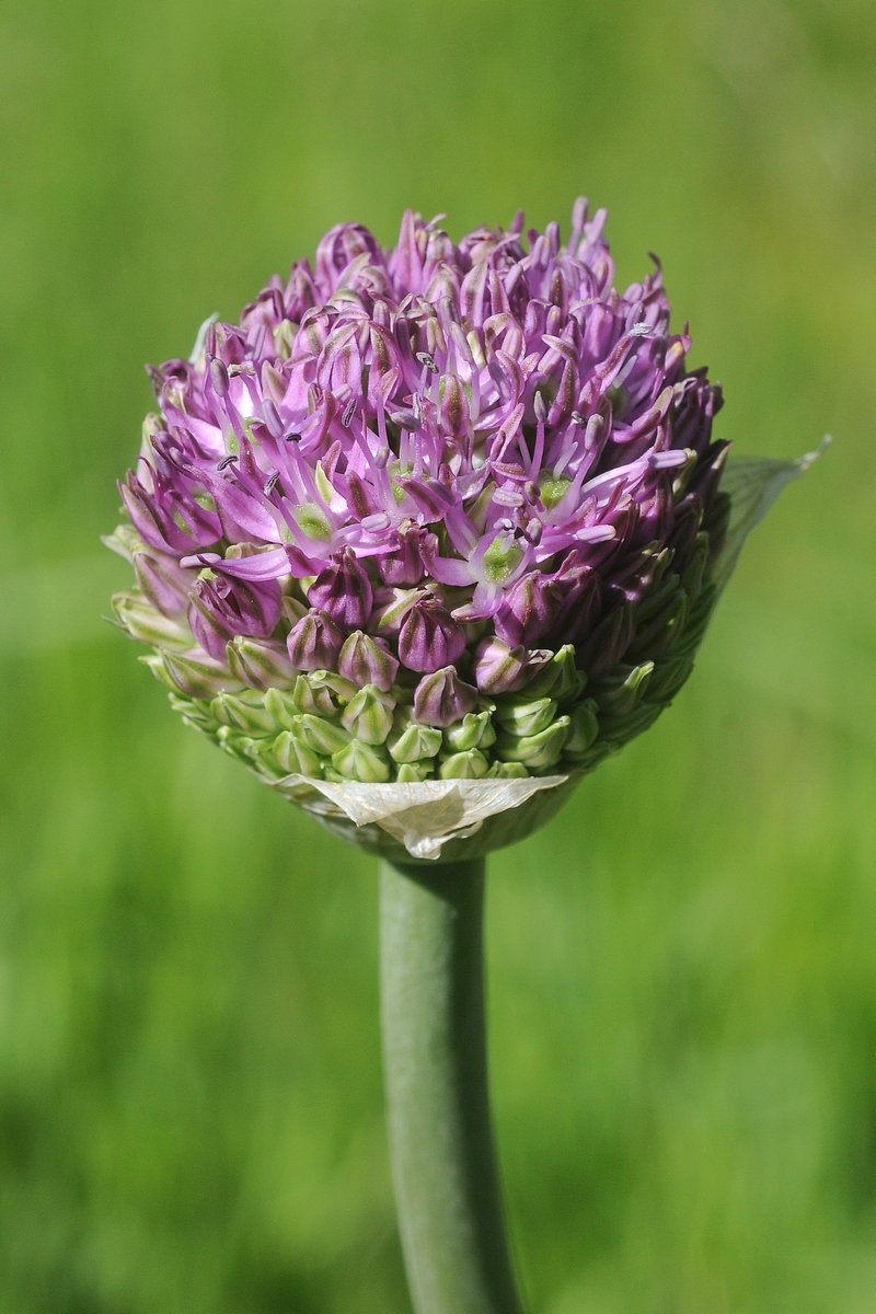 Image of Allium sewerzowii specimen.