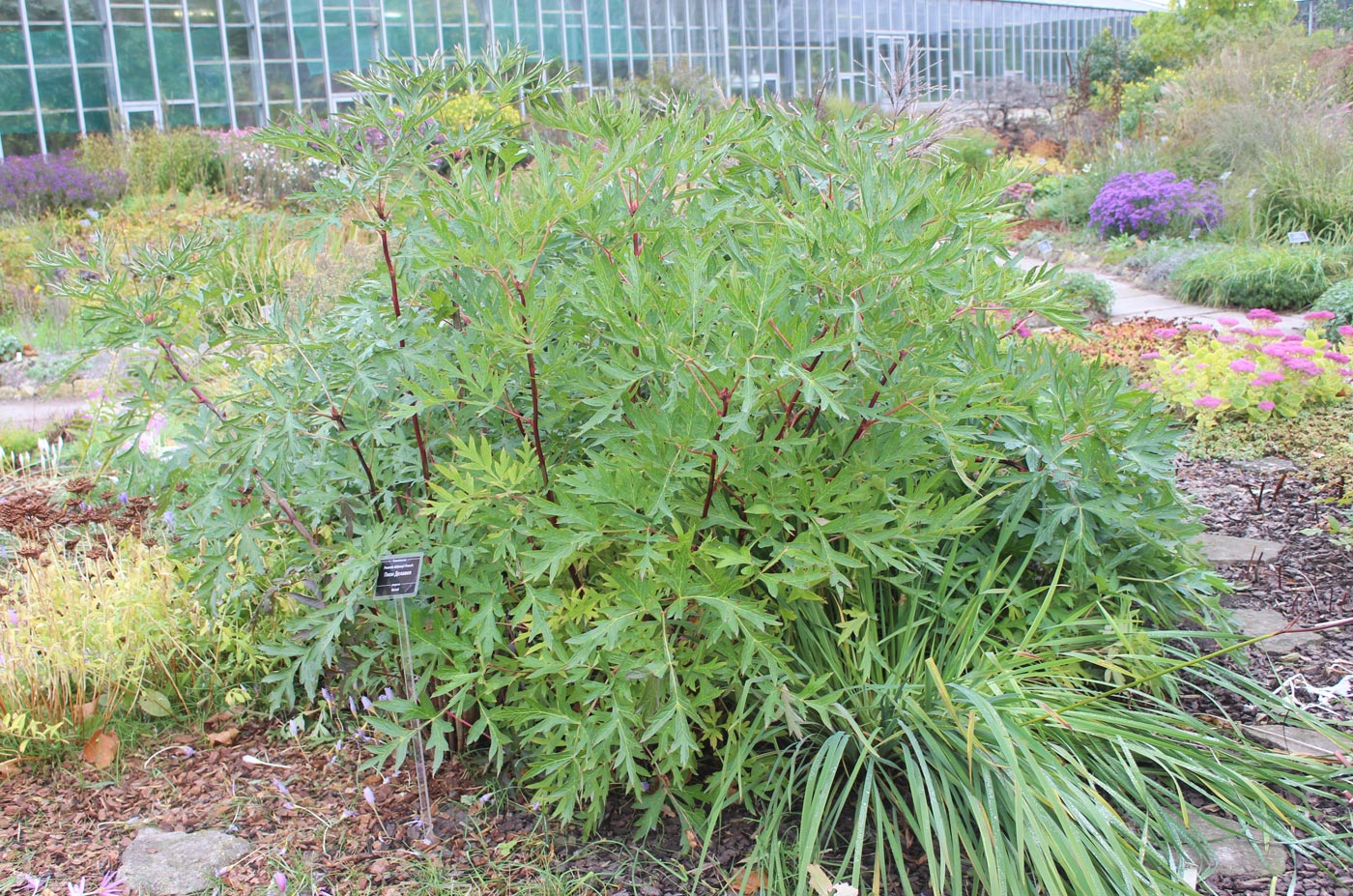 Изображение особи Paeonia delavayi.