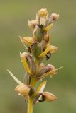 Dactylorhiza viridis