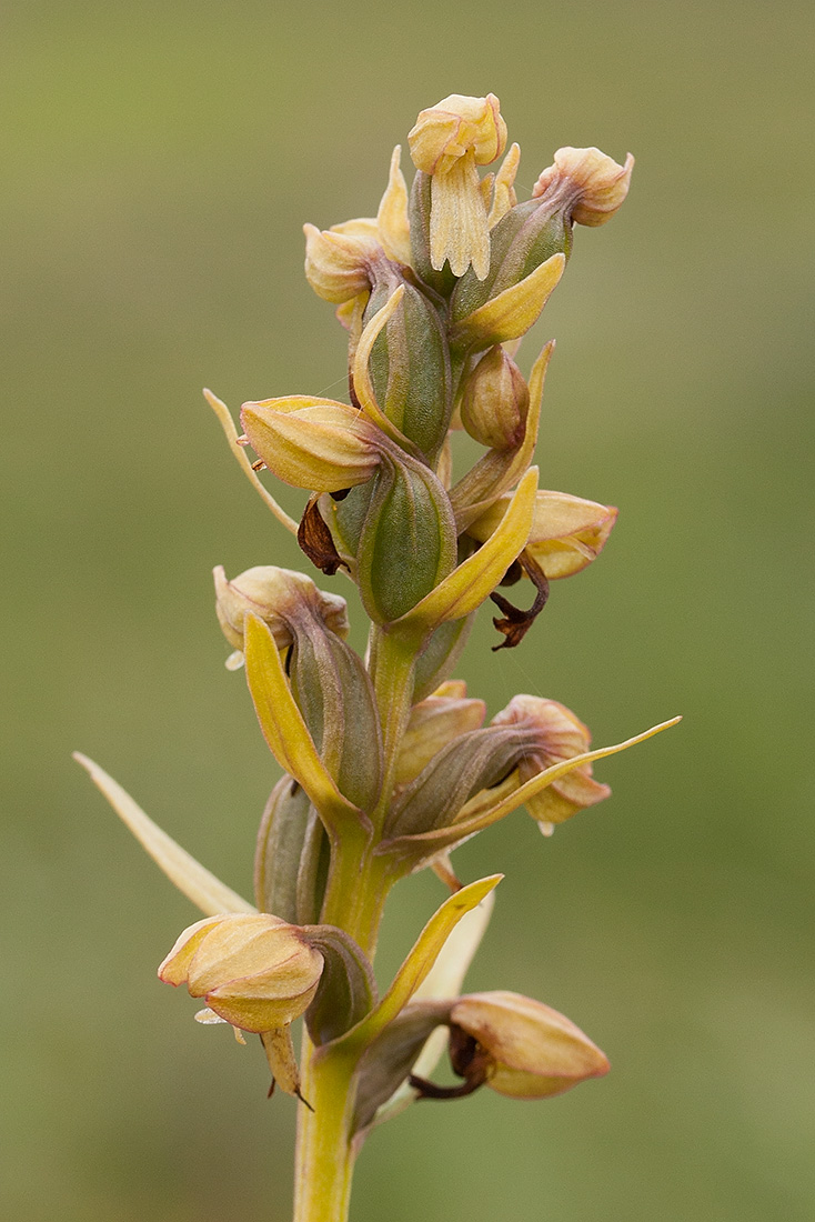 Image of Dactylorhiza viridis specimen.