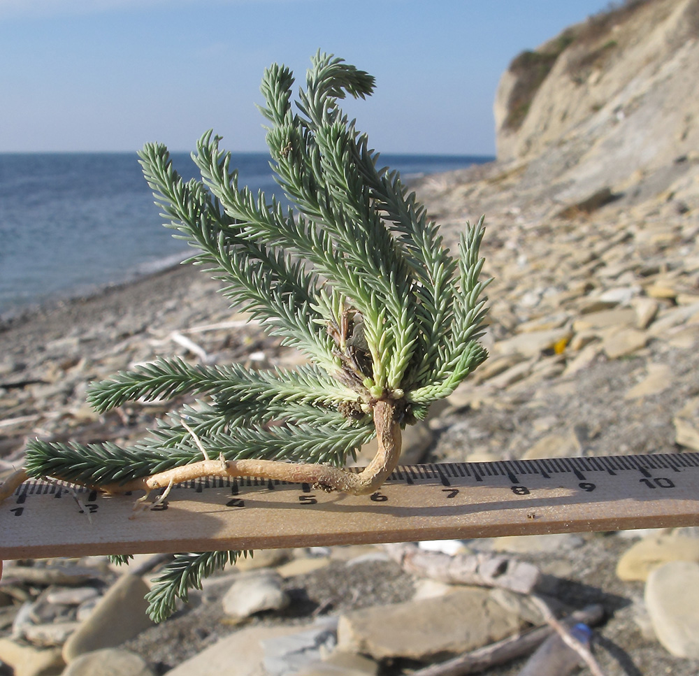 Image of Linum squamulosum specimen.