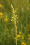 Plantago salsa. Соцветие. Восточный Казахстан, Уланский р-н, окр. с. Украинка, солончаковый луг. 10.07.2016.