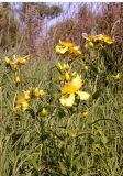 Hypericum ascyron. Цветущие растения. Амурская обл., Бурейский р-н, правый берег р. Бурея, окр. с. Малиновка, около ж. д. 18.07.2016.