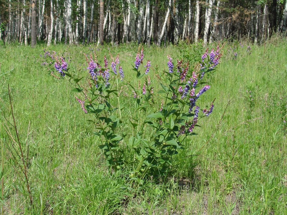 Image of Vicia unijuga specimen.