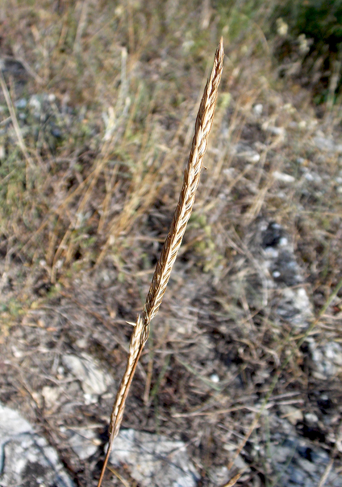 Image of Crucianella angustifolia specimen.