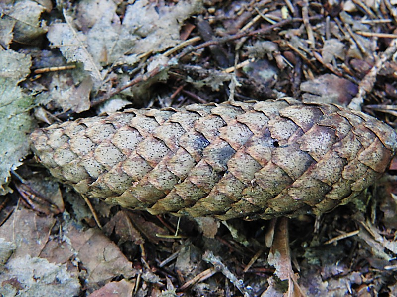 Image of Picea abies specimen.