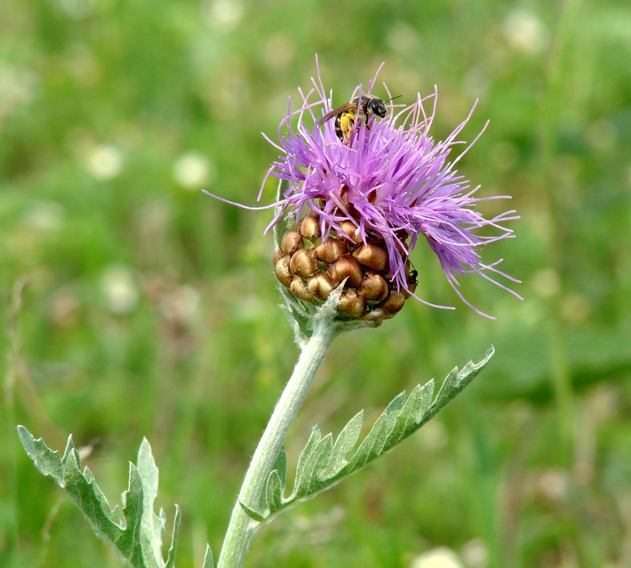 Image of Stemmacantha uniflora specimen.