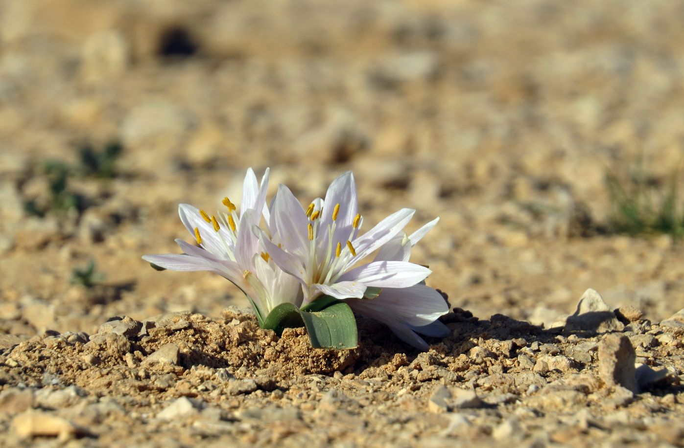 Изображение особи Colchicum ritchiei.