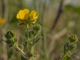 Potentilla fragiformis. Верхушки побегов с цветком и бутонами. Магаданская обл., окр. Магадана, побережье бухты Нагаева, у дороги над Морпортом. 05.06.2009.