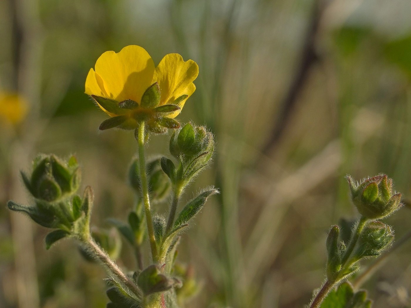 Изображение особи Potentilla fragiformis.