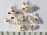 Anemone hortensis