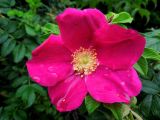 Rosa rugosa. Цветок. Москва, Тверской р-н, Садово-Самотечная ул., в озеленении. 24.06.2014.