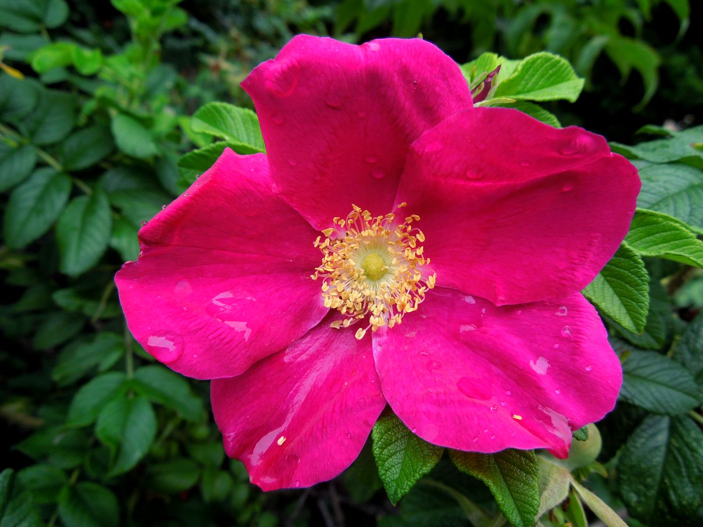 Изображение особи Rosa rugosa.