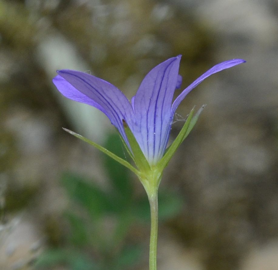 Изображение особи род Campanula.