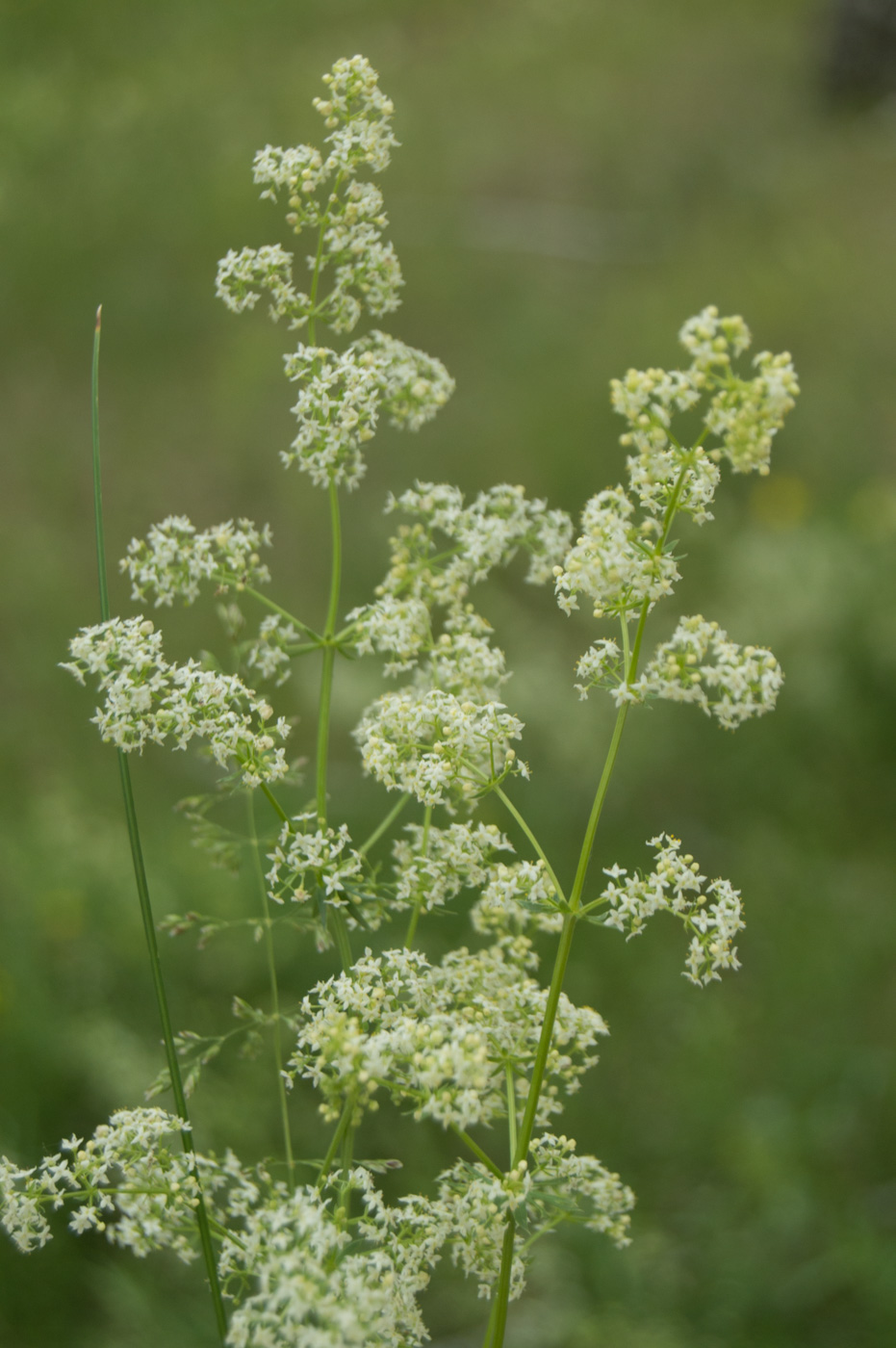 Изображение особи Galium mollugo.