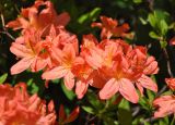 Rhododendron подвид japonicum