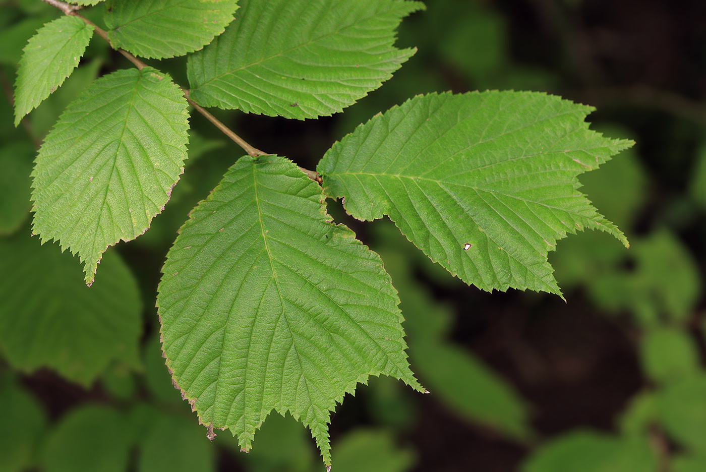 Изображение особи Ulmus laciniata.