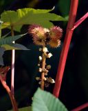 Ricinus communis. Часть побега с соплодием. Москва, ботанический сад МГУ \"Аптекарский огород\", в культуре. 25.09.2008.
