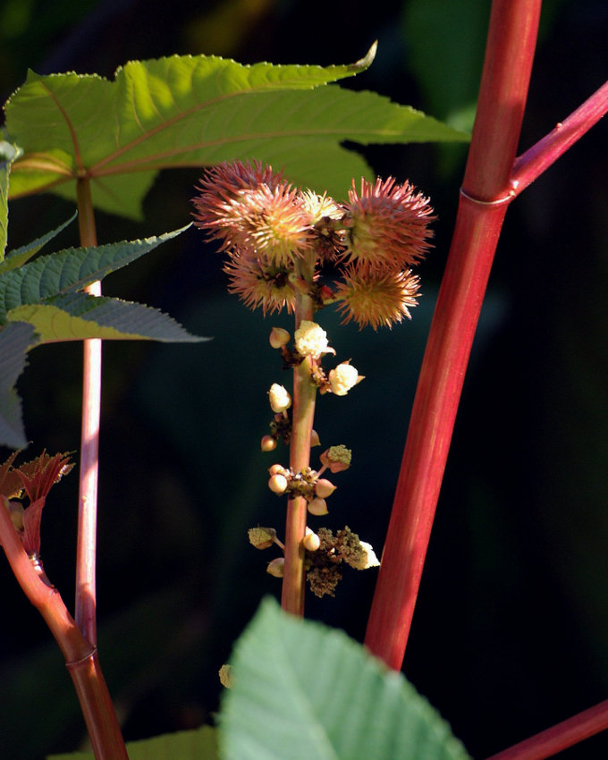 Изображение особи Ricinus communis.