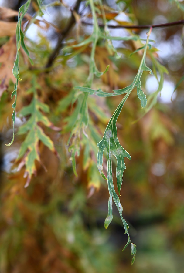 Изображение особи род Quercus.