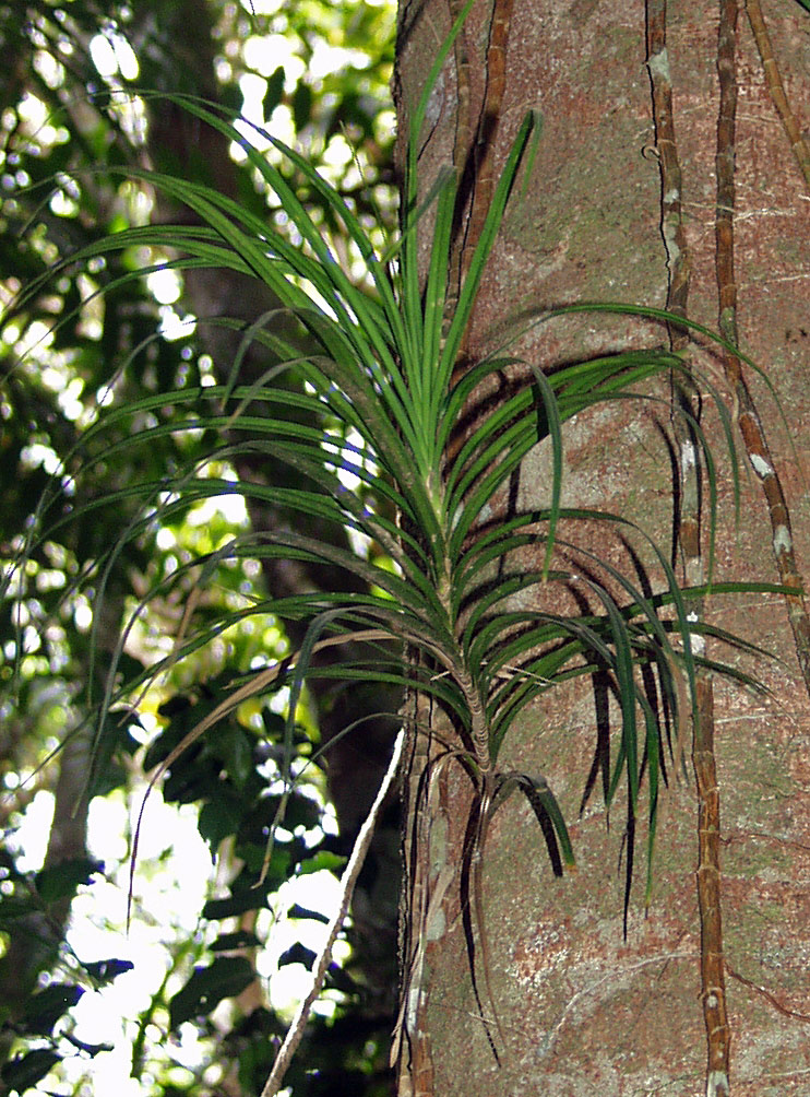 Image of Freycinetia excelsa specimen.