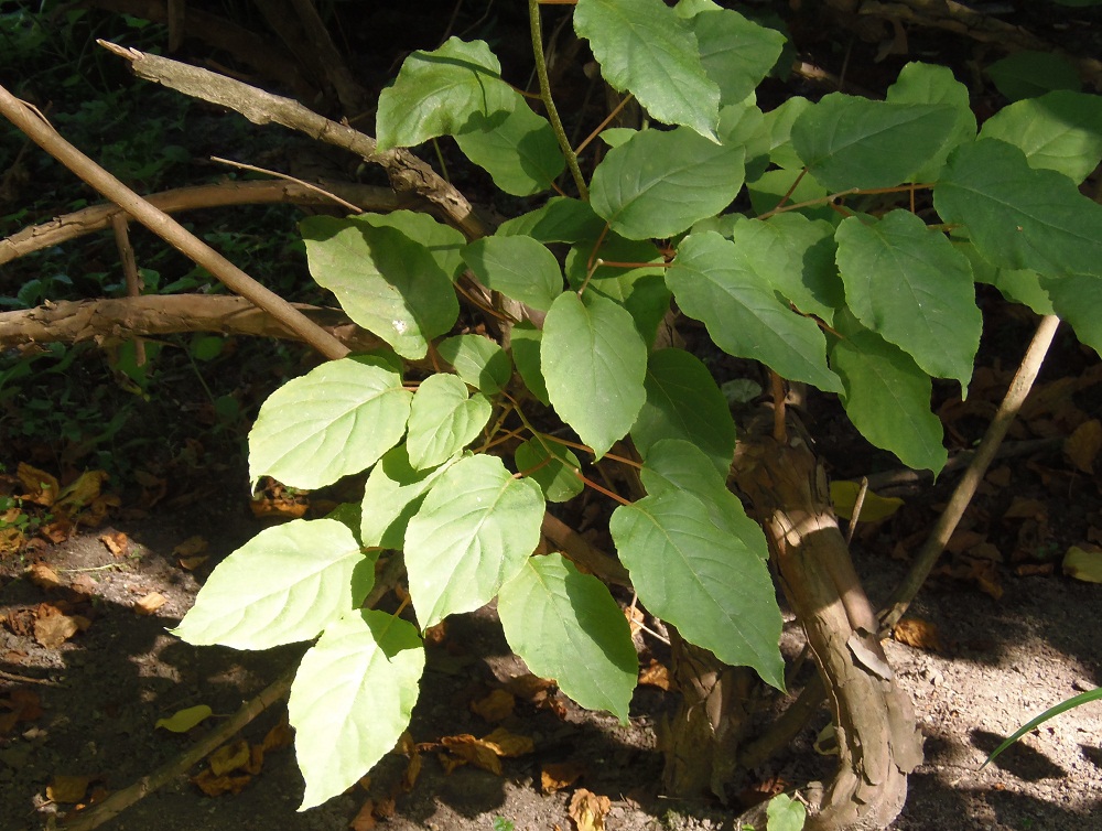 Изображение особи Actinidia arguta.