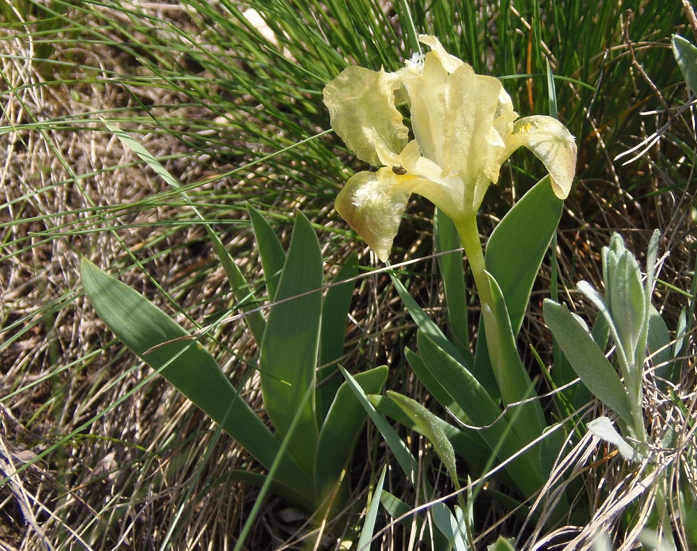 Image of Iris pumila specimen.