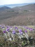 Pulsatilla taurica