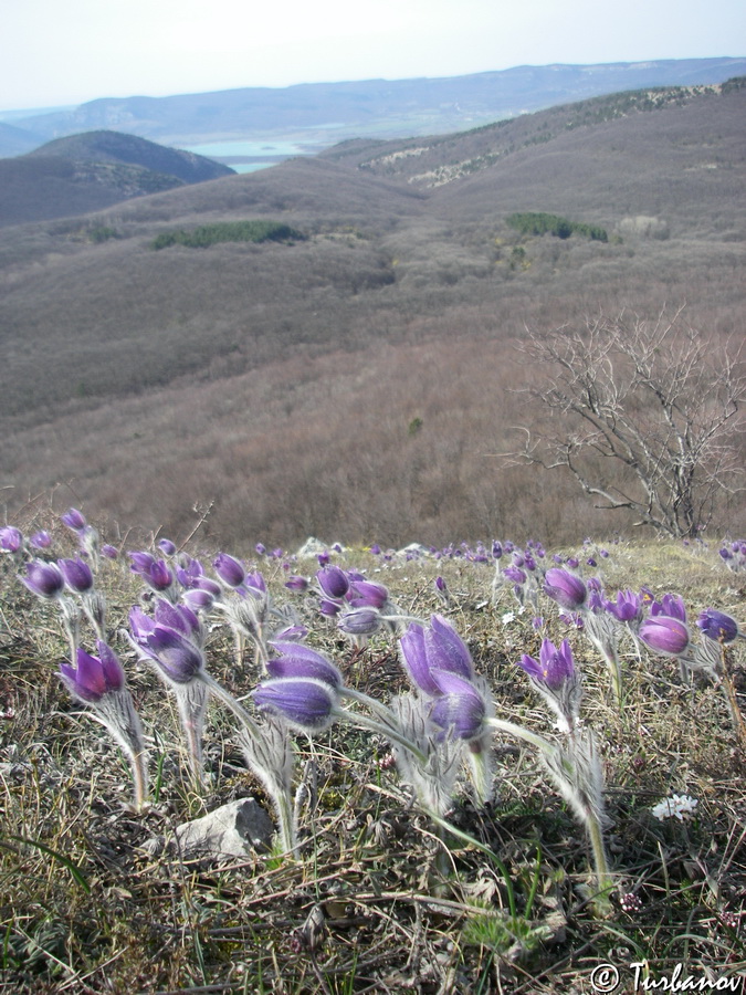 Изображение особи Pulsatilla taurica.