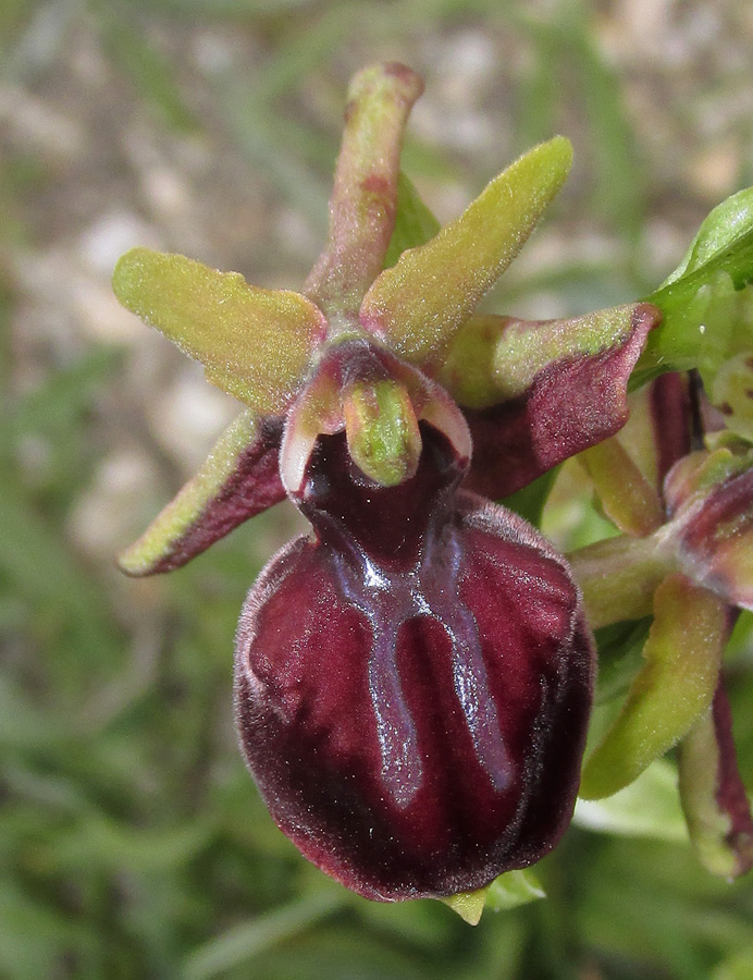 Image of Ophrys mammosa specimen.