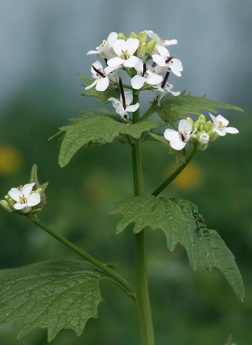 Изображение особи Alliaria petiolata.