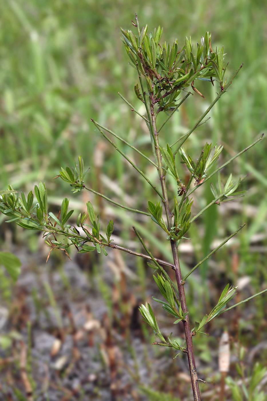 Изображение особи Genista tinctoria.