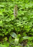 Orchis purpurea. Цветущее растение. Молдова, Оргеевский р-н, с. Ватич, окраина дубово-грабового леса. 28.05.2017.